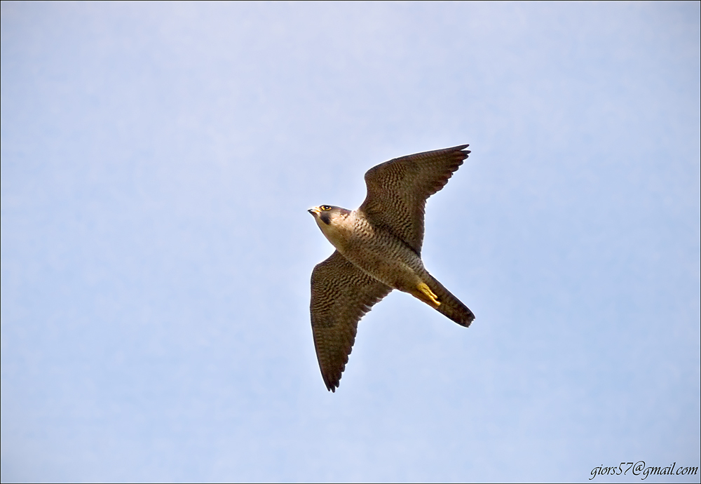 aiuto identificazione rapace