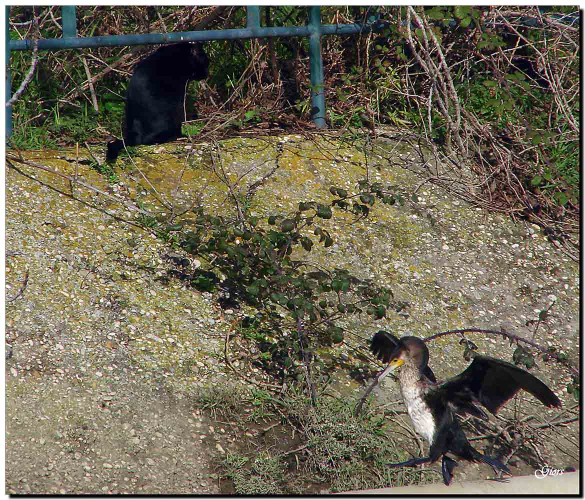 Avifauna humor