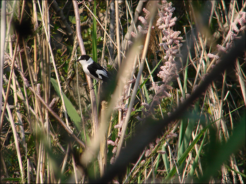 Balia dal collare (Ficedula albicollis ) ?