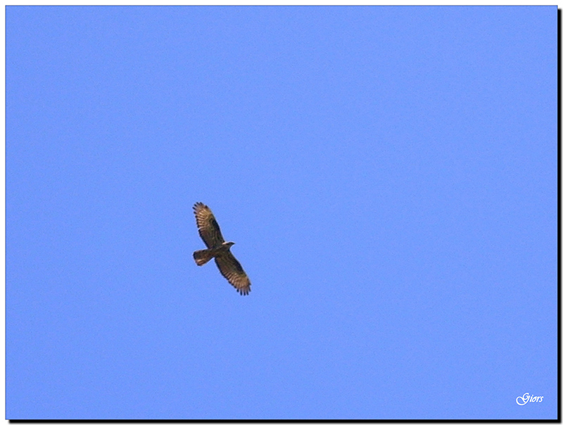 Aiuto identificazione rapace