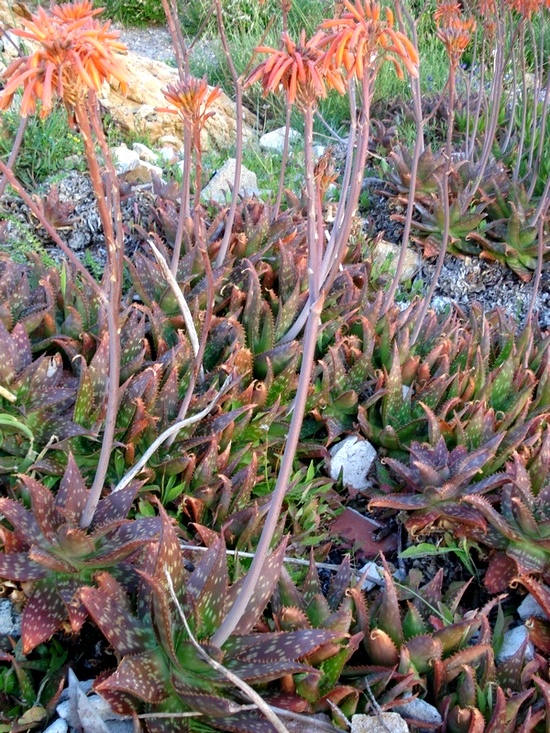 Aloe maculata- Aloe saponaria