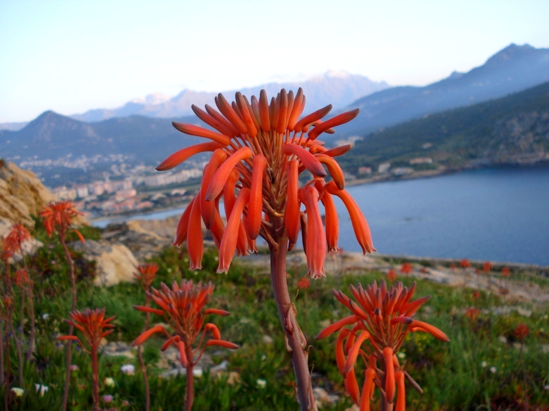 Aloe maculata- Aloe saponaria