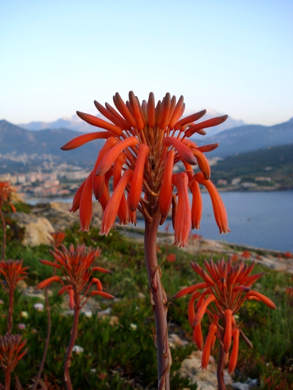 Aloe maculata- Aloe saponaria