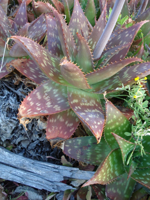 Aloe maculata- Aloe saponaria