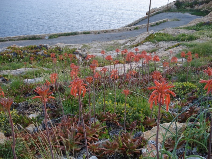 Aloe maculata- Aloe saponaria