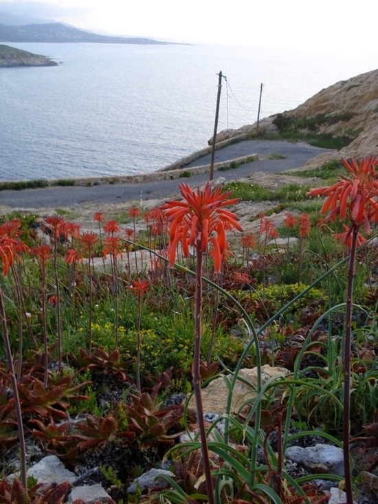 Aloe maculata- Aloe saponaria