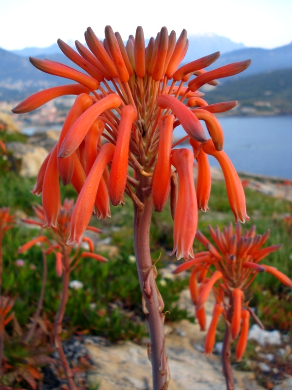 Aloe maculata- Aloe saponaria