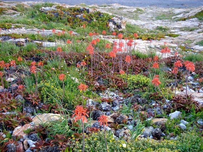 Aloe maculata- Aloe saponaria