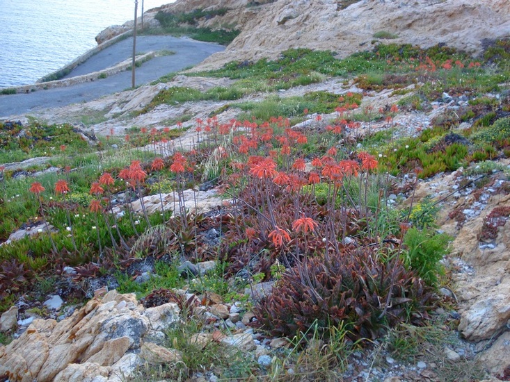 Aloe maculata- Aloe saponaria