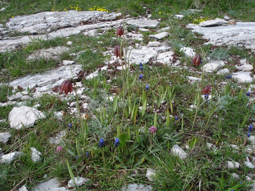 Fritillaria montana (=tenella) / Meleagride minore