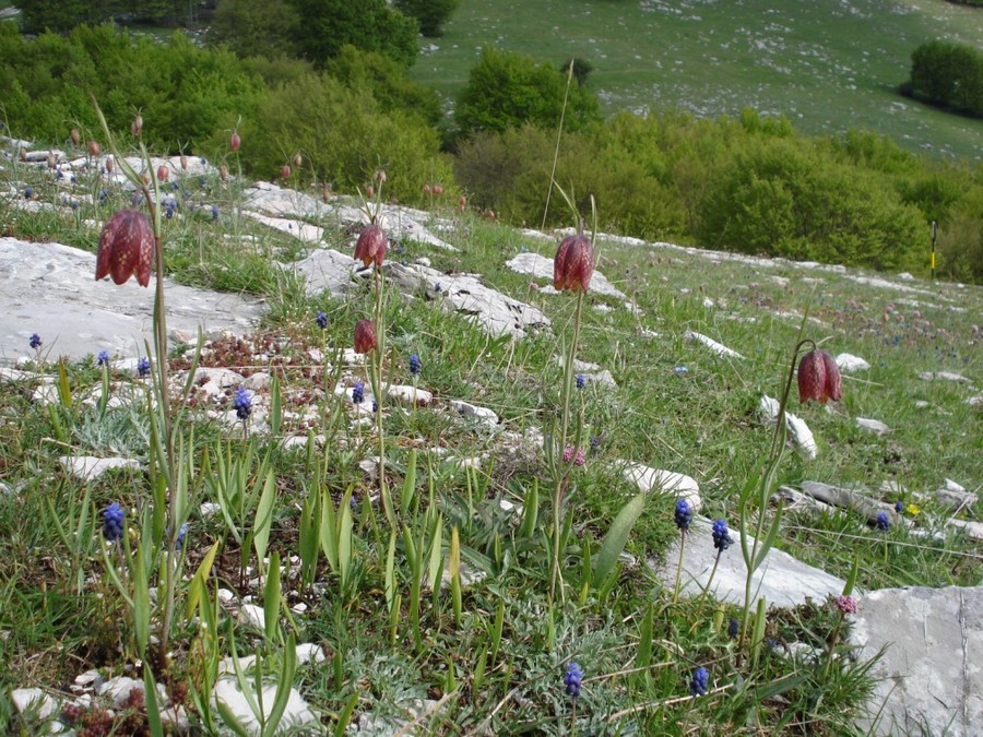 Fritillaria montana (=tenella) / Meleagride minore
