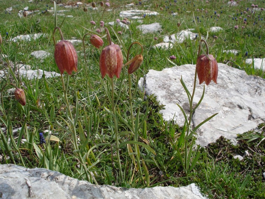 Fritillaria montana (=tenella) / Meleagride minore