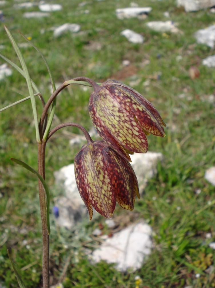 Fritillaria montana (=tenella) / Meleagride minore