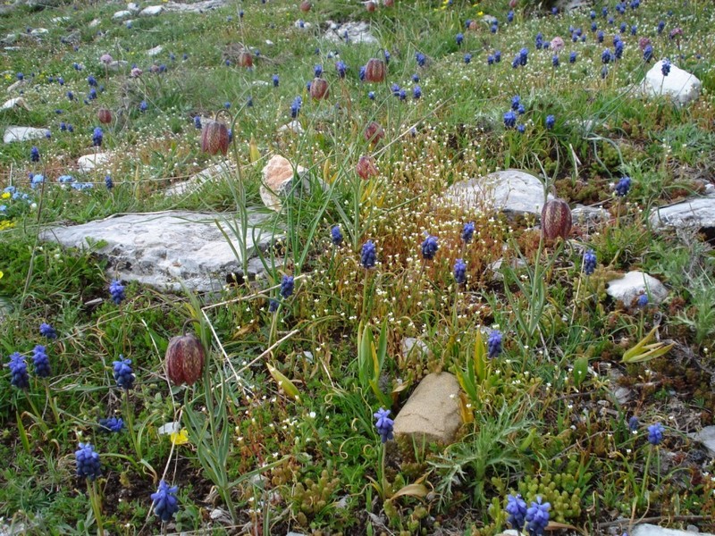 Fritillaria montana (=tenella) / Meleagride minore