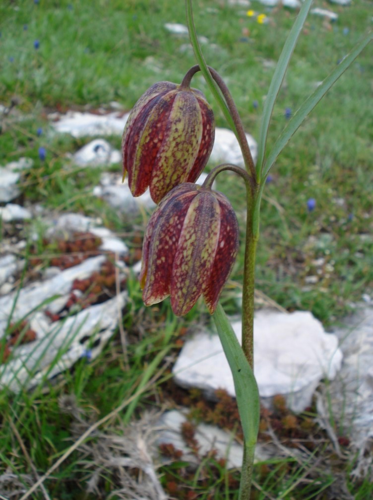 Fritillaria montana (=tenella) / Meleagride minore