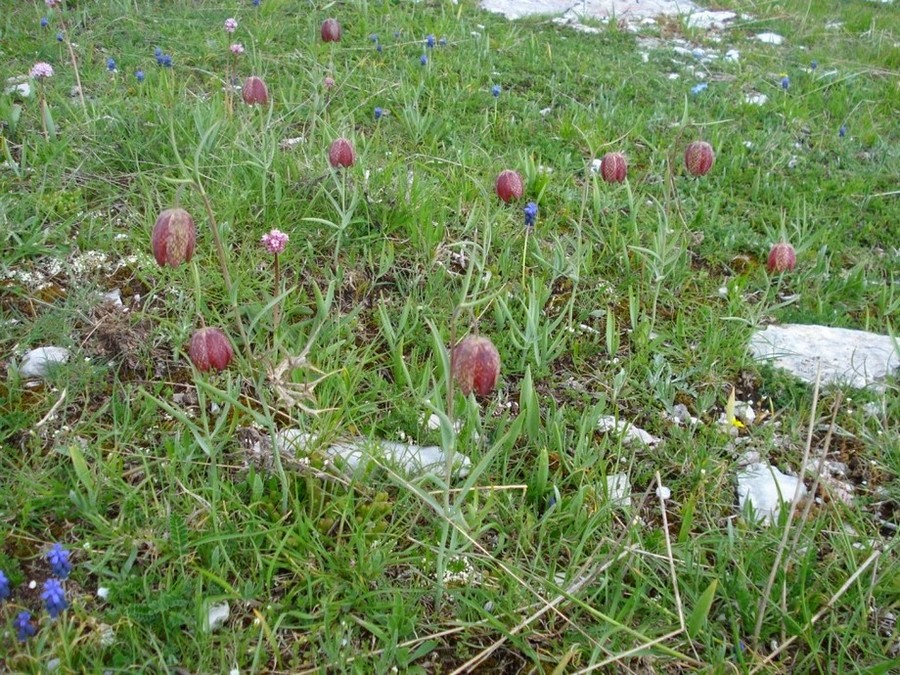 Fritillaria montana (=tenella) / Meleagride minore