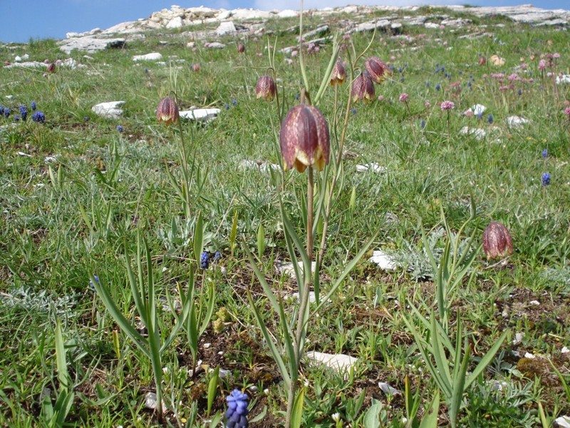 Fritillaria montana (=tenella) / Meleagride minore