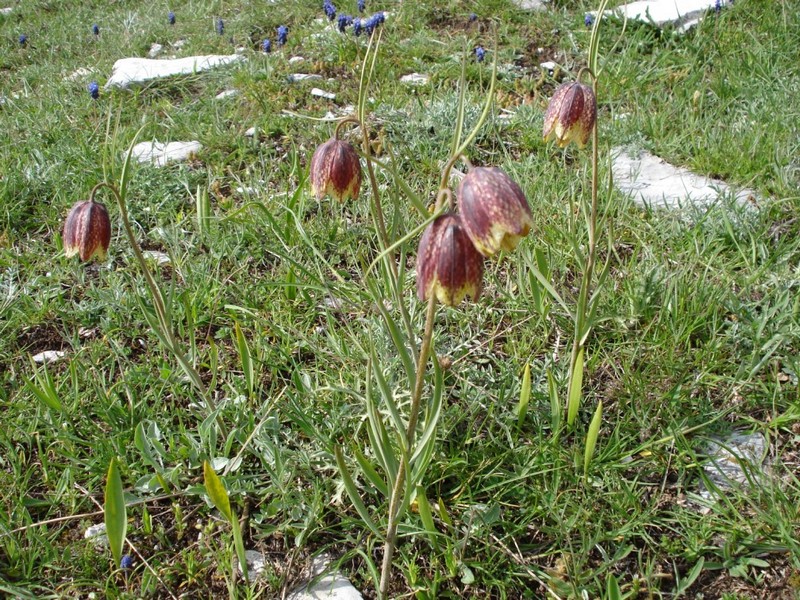 Fritillaria montana (=tenella) / Meleagride minore