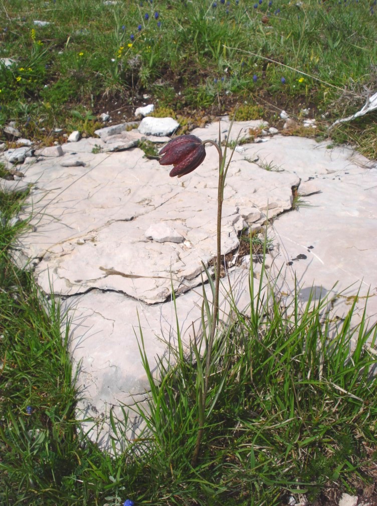 Fritillaria montana (=tenella) / Meleagride minore