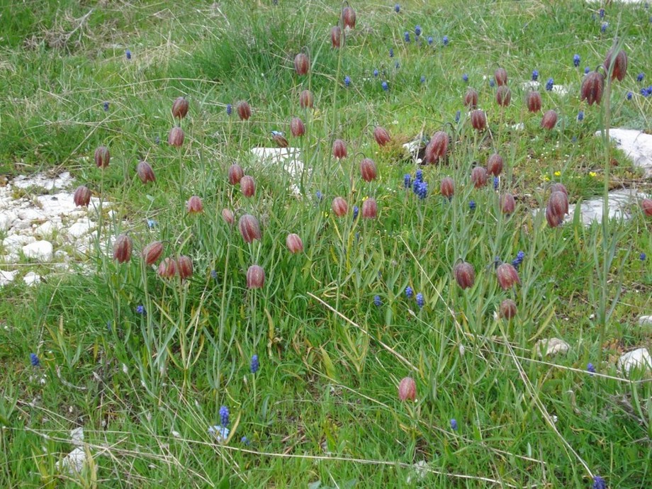 Fritillaria montana (=tenella) / Meleagride minore