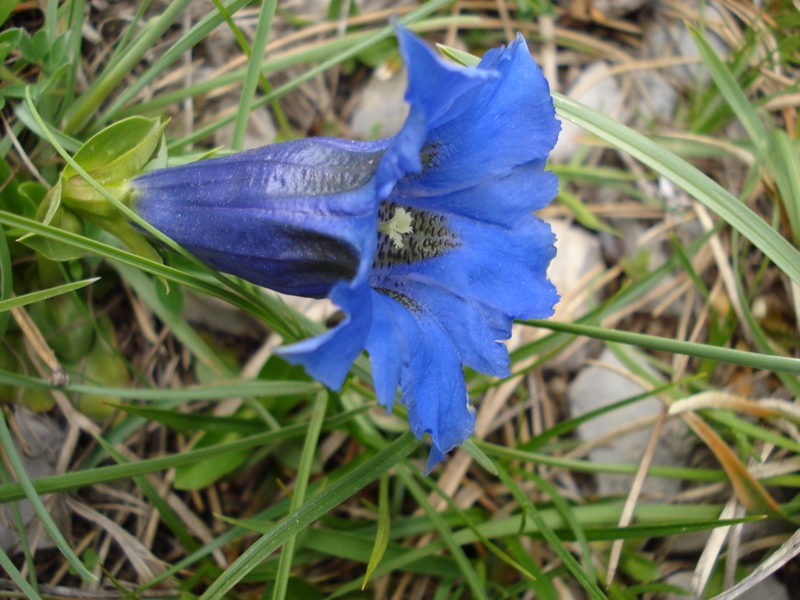 Gentiana dinarica / Genziana appenninica