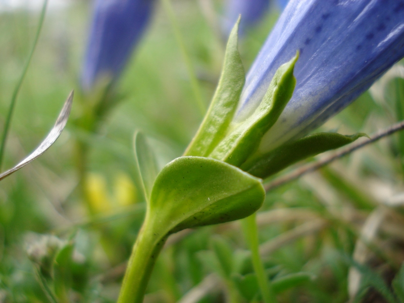 Gentiana dinarica / Genziana appenninica