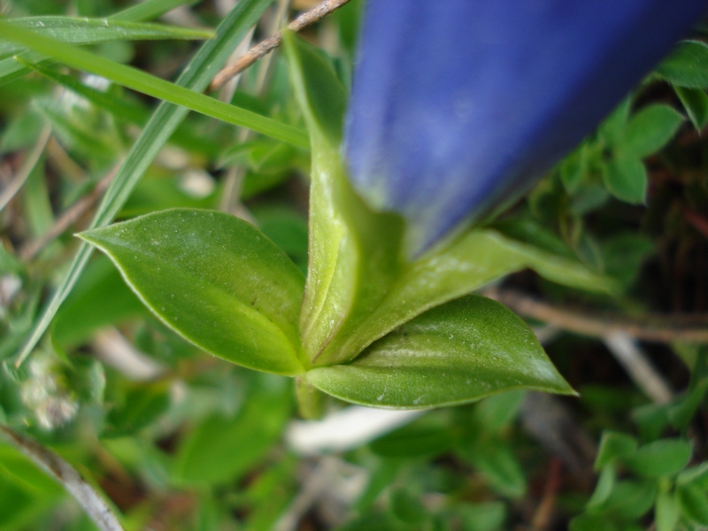 Gentiana dinarica / Genziana appenninica