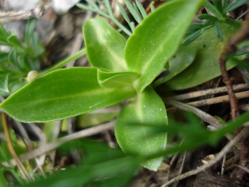 Gentiana dinarica / Genziana appenninica