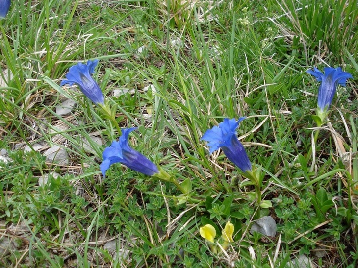 Gentiana dinarica / Genziana appenninica