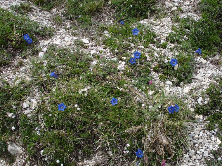 Gentiana dinarica / Genziana appenninica