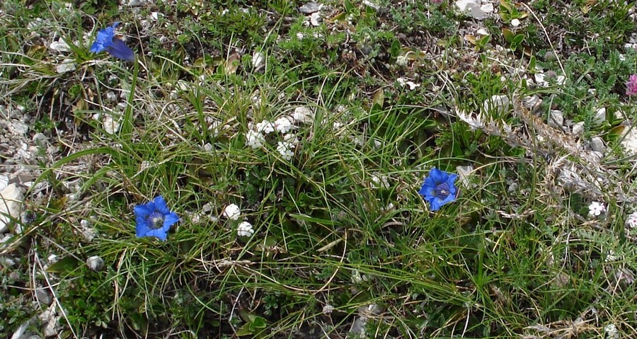 Androsace villosa /Androsace appenninica