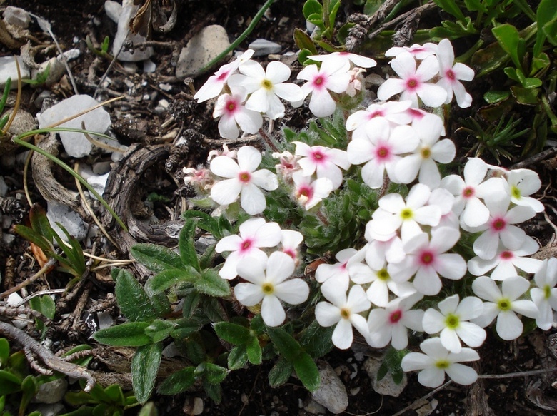 Androsace villosa /Androsace appenninica