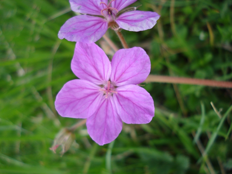 Erodium alpinum / Erodio alpino