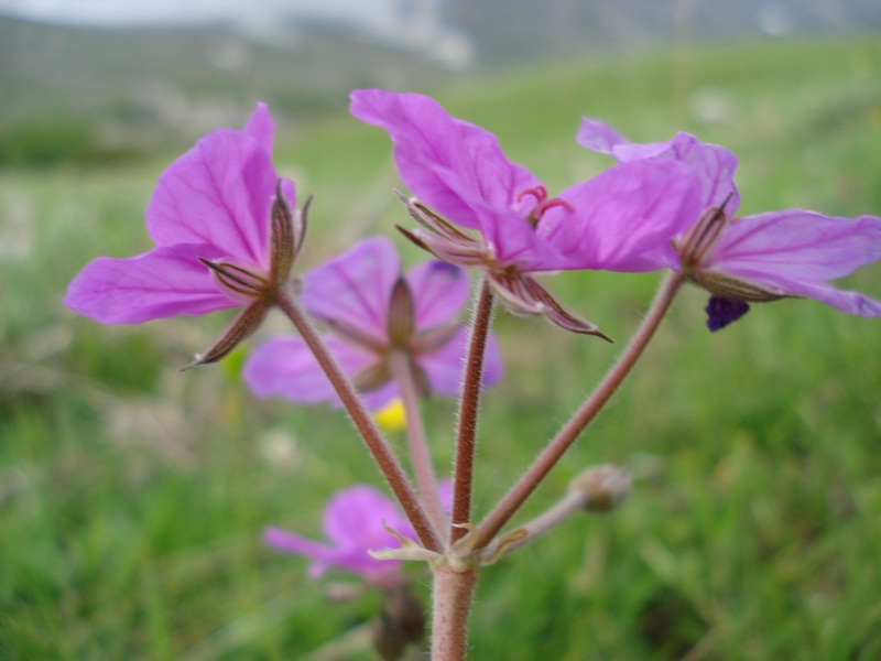 Erodium alpinum / Erodio alpino