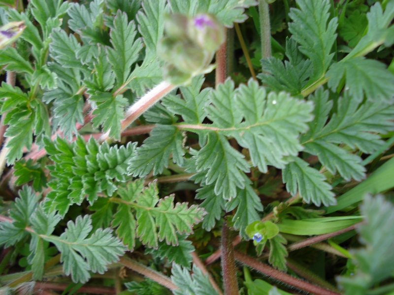 Erodium alpinum / Erodio alpino