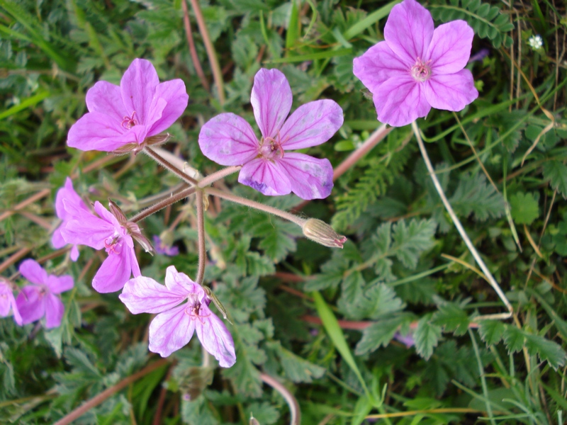 Erodium alpinum / Erodio alpino