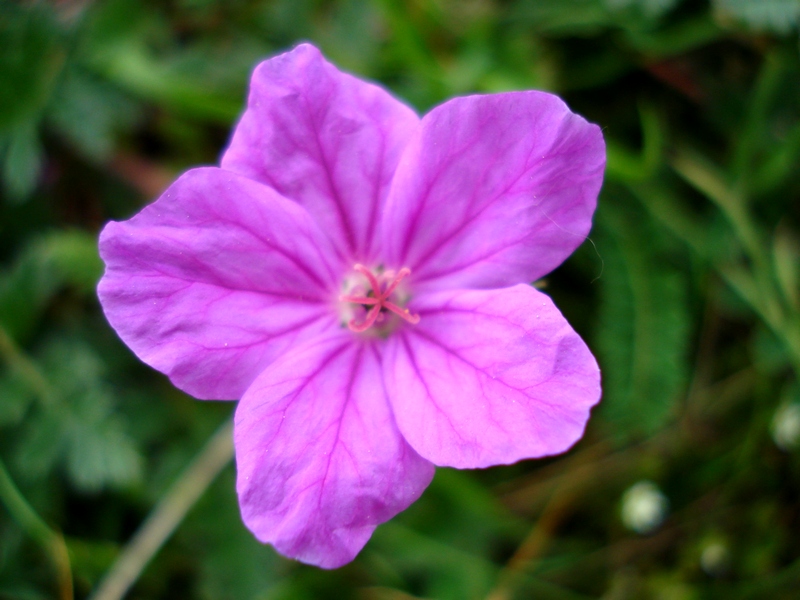 Erodium alpinum / Erodio alpino