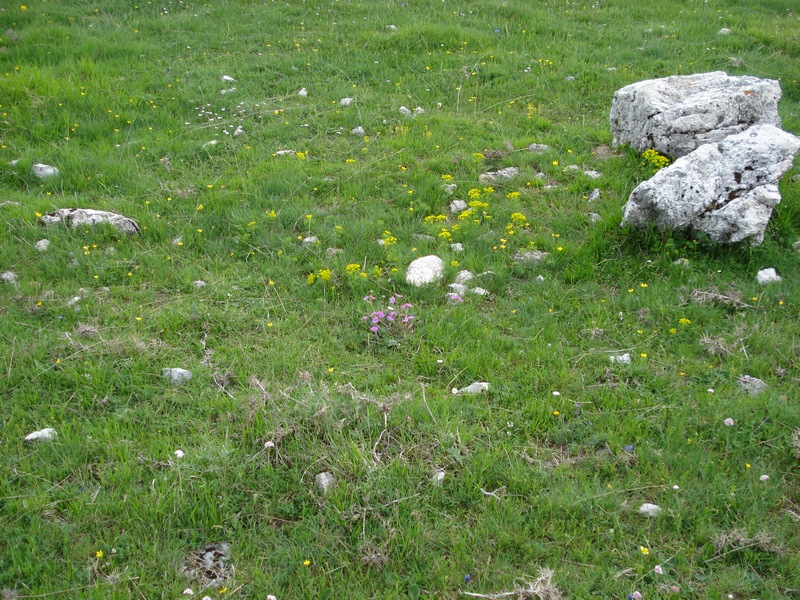 Erodium alpinum / Erodio alpino