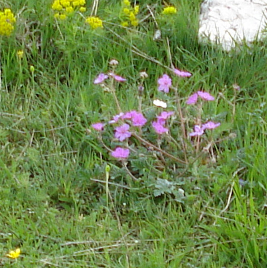 Erodium alpinum / Erodio alpino