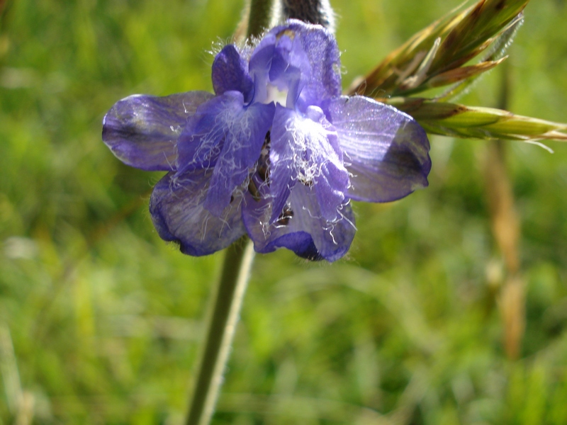 Delphinium fissum -Speronella lacerata