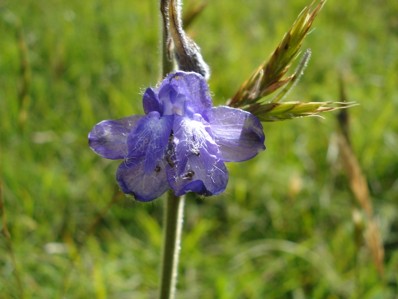 Delphinium fissum -Speronella lacerata