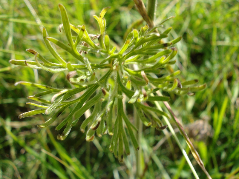 Delphinium fissum -Speronella lacerata