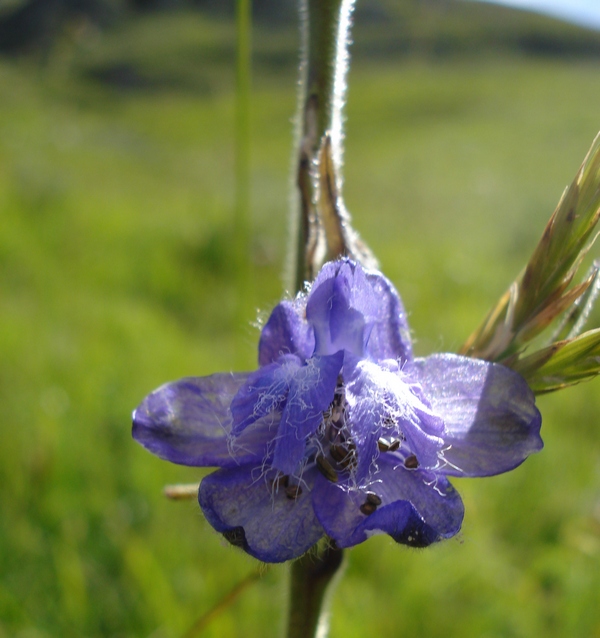 Delphinium fissum -Speronella lacerata