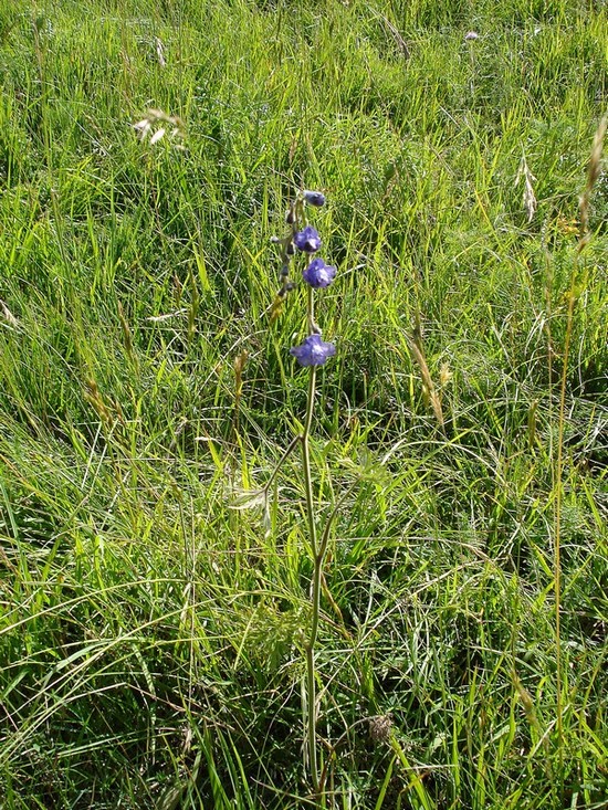 Delphinium fissum -Speronella lacerata