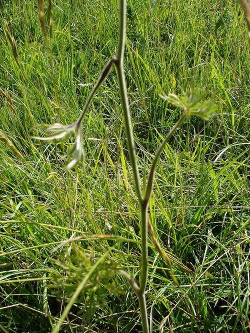 Delphinium fissum -Speronella lacerata