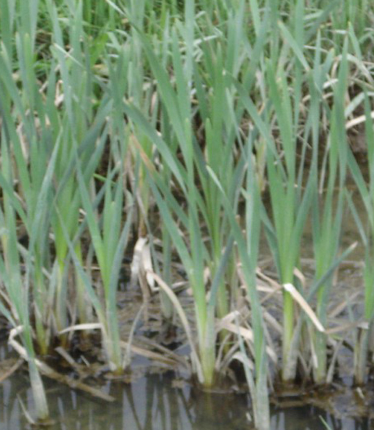 .. da non credere..secondo voi e''  un''Iris?