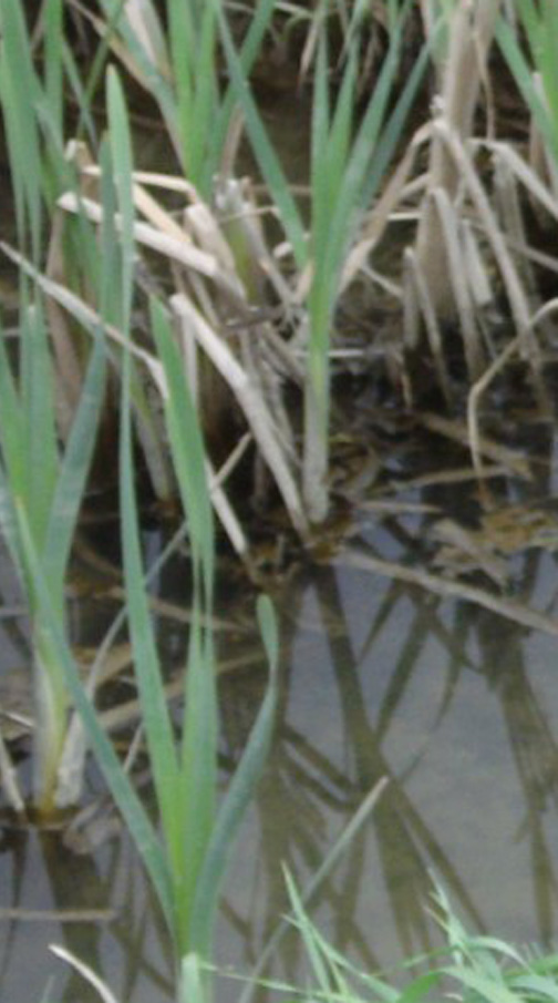 .. da non credere..secondo voi e''  un''Iris?