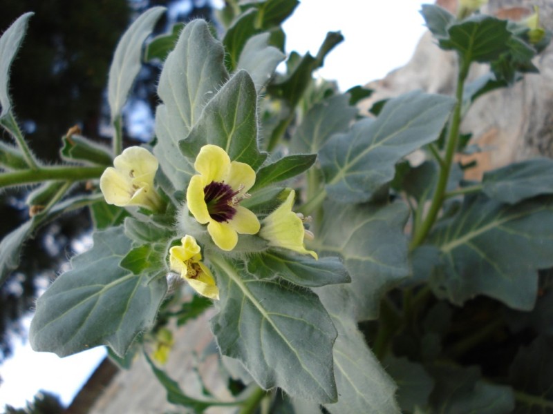 Hyoscyamus albus / Giusquiamo bianco
