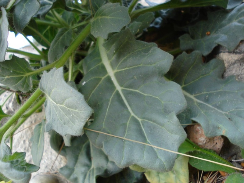 Hyoscyamus albus / Giusquiamo bianco