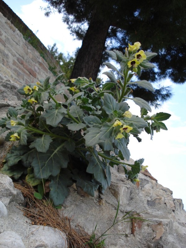Hyoscyamus albus / Giusquiamo bianco